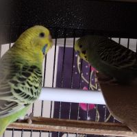 À vendre : couple perruches ondulées #0