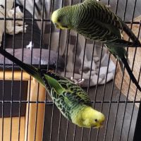 À vendre : couple perruches ondulées #3