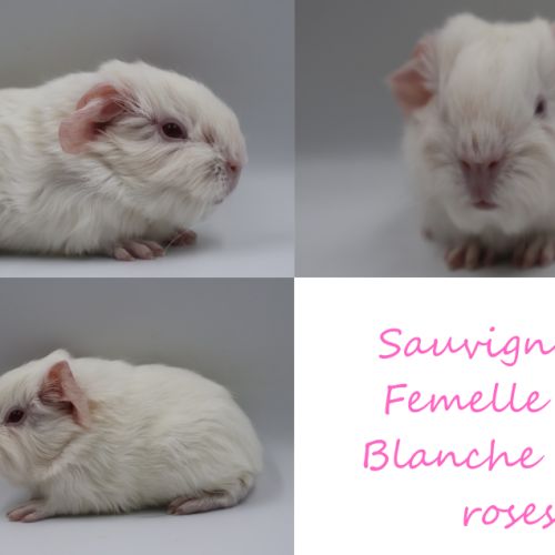 Bébé cochon d'inde #4