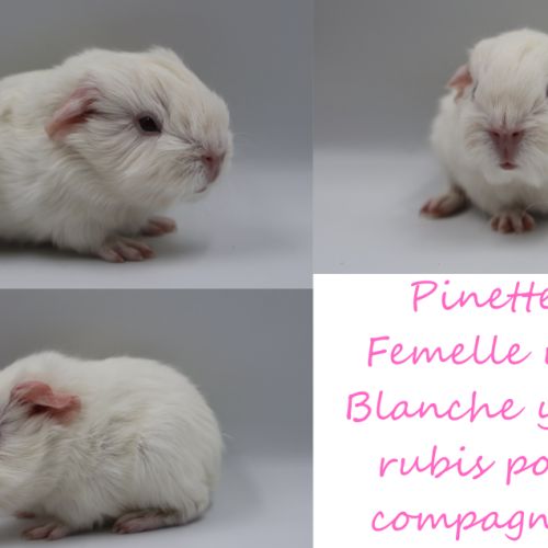 Bébé cochon d'inde #5