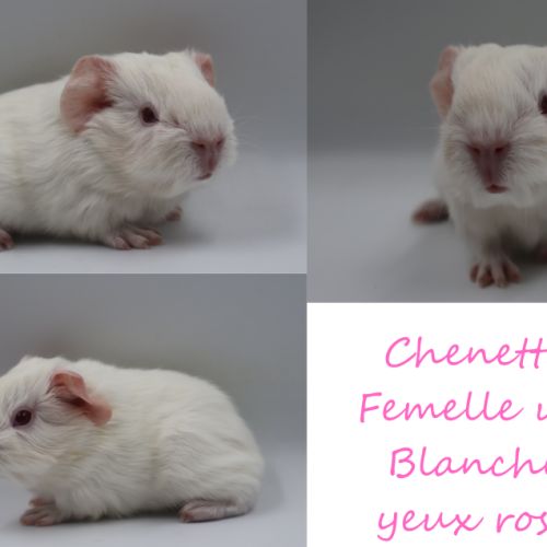 Bébé cochon d'inde #6