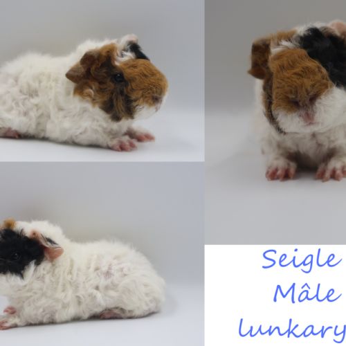 Bébé cochon d'inde #7