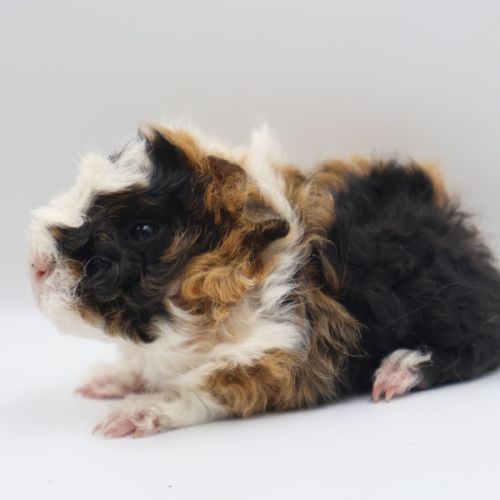 Bébé cochon d'inde