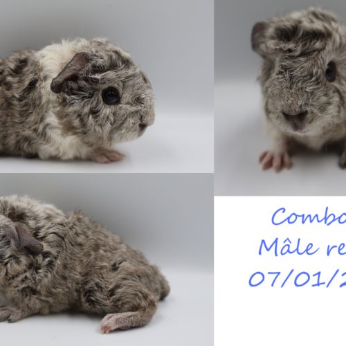 Bébé cochon d'inde