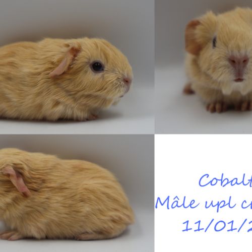 Bébé cochon d'inde #2