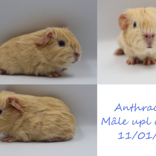 Bébé cochon d'inde #3