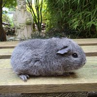 Bébé cochon d'inde #0