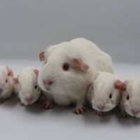 Bébé cochon d'inde #2