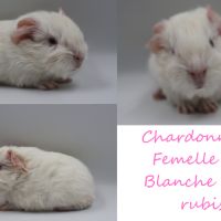 Bébé cochon d'inde #3