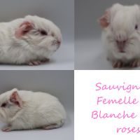 Bébé cochon d'inde #4