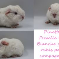 Bébé cochon d'inde #5