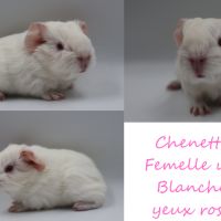 Bébé cochon d'inde #6