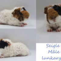 Bébé cochon d'inde #7