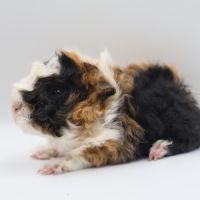 Bébé cochon d'inde