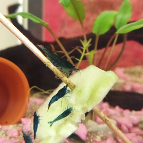 Crevettes blue velvet #0