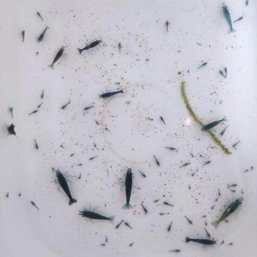 Crevettes blue velvet #2