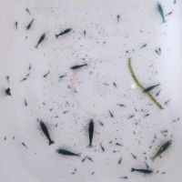 Crevettes blue velvet #2