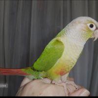Conure a joue verte