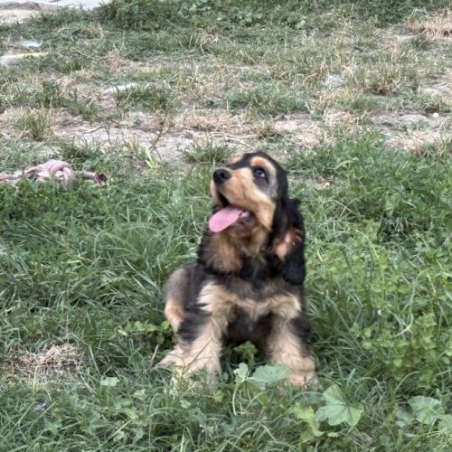 Chiots cockers anglais #0