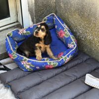 Chiots cockers anglais #2
