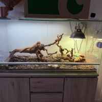 Pogona de moins d’un an