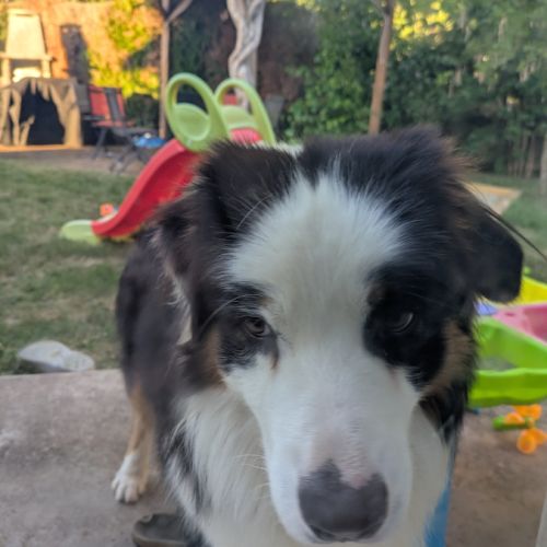 Donne male berger australien croisé border collier #1