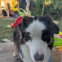 Donne male berger australien croisé border collier #1