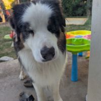 Donne male berger australien croisé border collier