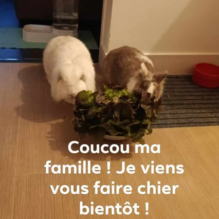 Couple lapine nain et lapin bélier #0