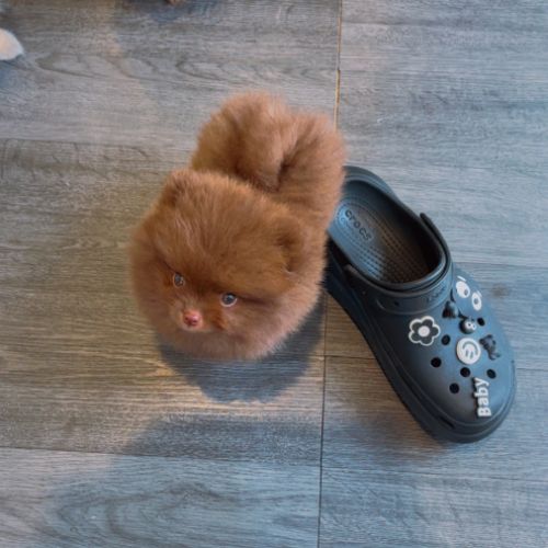 Spitz nain -typé pomeranien #0