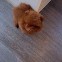 Spitz nain -typé pomeranien #2