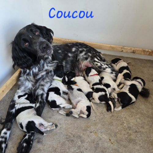 Chiots épagneul de munster femelle et mâles #0