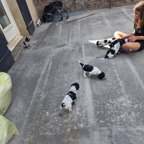 Chiots épagneul de munster femelle et mâles #2