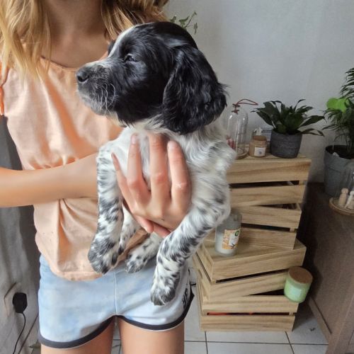 Chiots épagneul de munster femelle et mâles #4