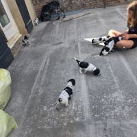 Chiots épagneul de munster femelle et mâles #2