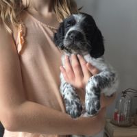 Chiots épagneul de munster femelle et mâles #3