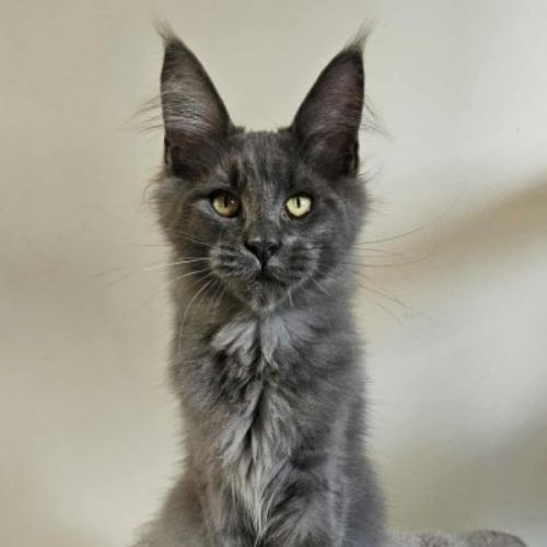 Sublime chatons maine coon #0