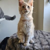 Sublime chatons maine coon