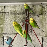 Perruche ondulée mâle #1