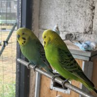 Perruche ondulée mâle #0