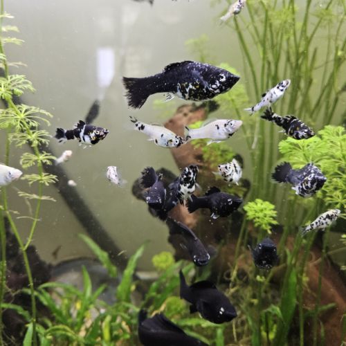 Molly dalmatiens (mâles et femelles)
