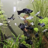 Molly dalmatiens (mâles et femelles)