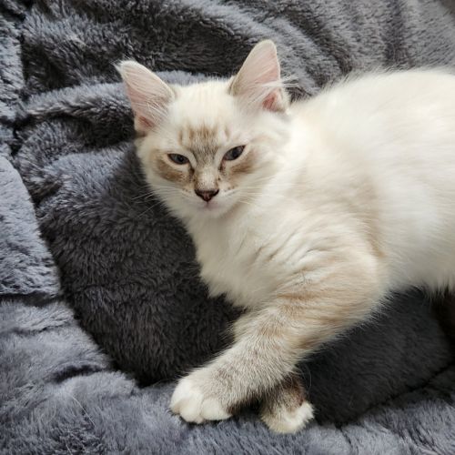 Chatons ragdolls loof