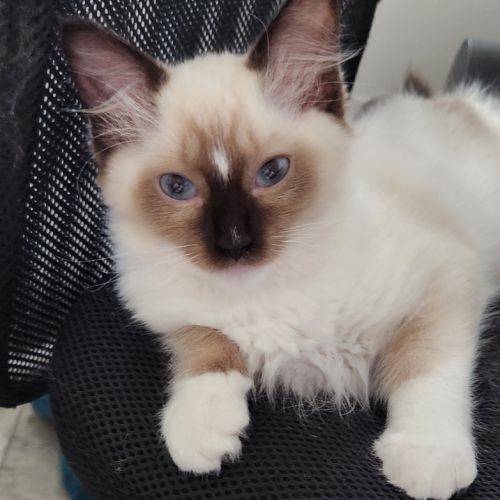 Chatons ragdolls loof #2