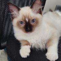 Chatons ragdolls loof #2
