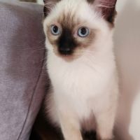Chatons ragdolls loof #3