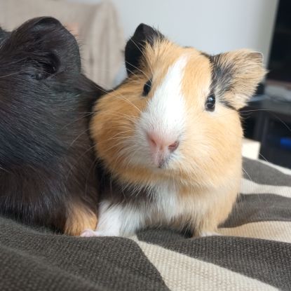 Bébés cochons d'inde #0