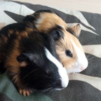 Bébés cochons d'inde #1