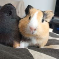 Bébés cochons d'inde