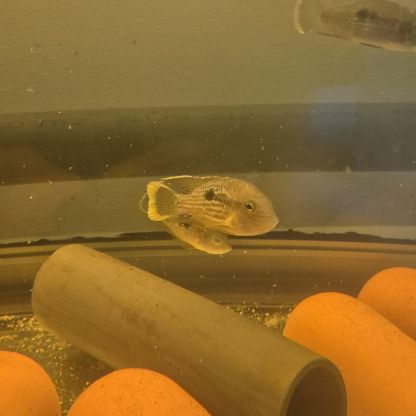 Aequidens rivulatus #3